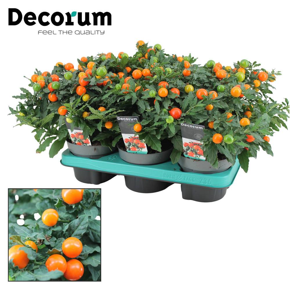 Solanum Pseudocapsicum T13 H026