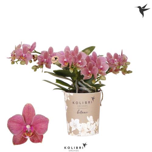 Phal.4-R rosa Botanic T09 H035