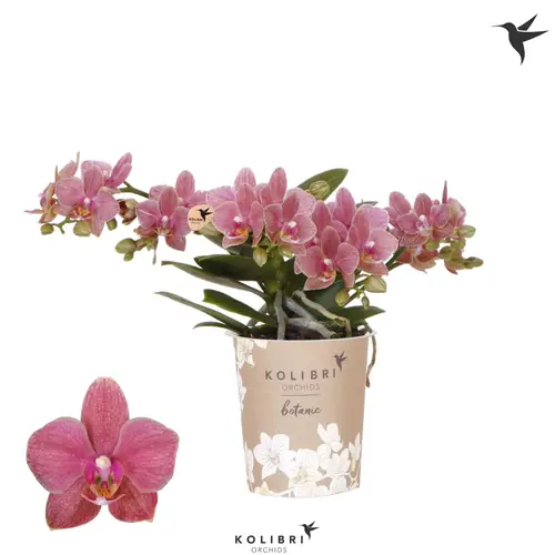 Phal.4-R rosa Botanic T09 H035