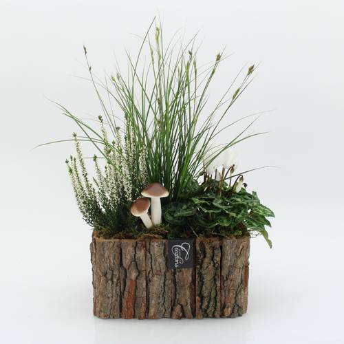 Garten.Arr-2531 Herbst T26 H040