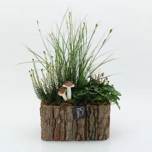 Garten.Arr-2531 Herbst T26 H040