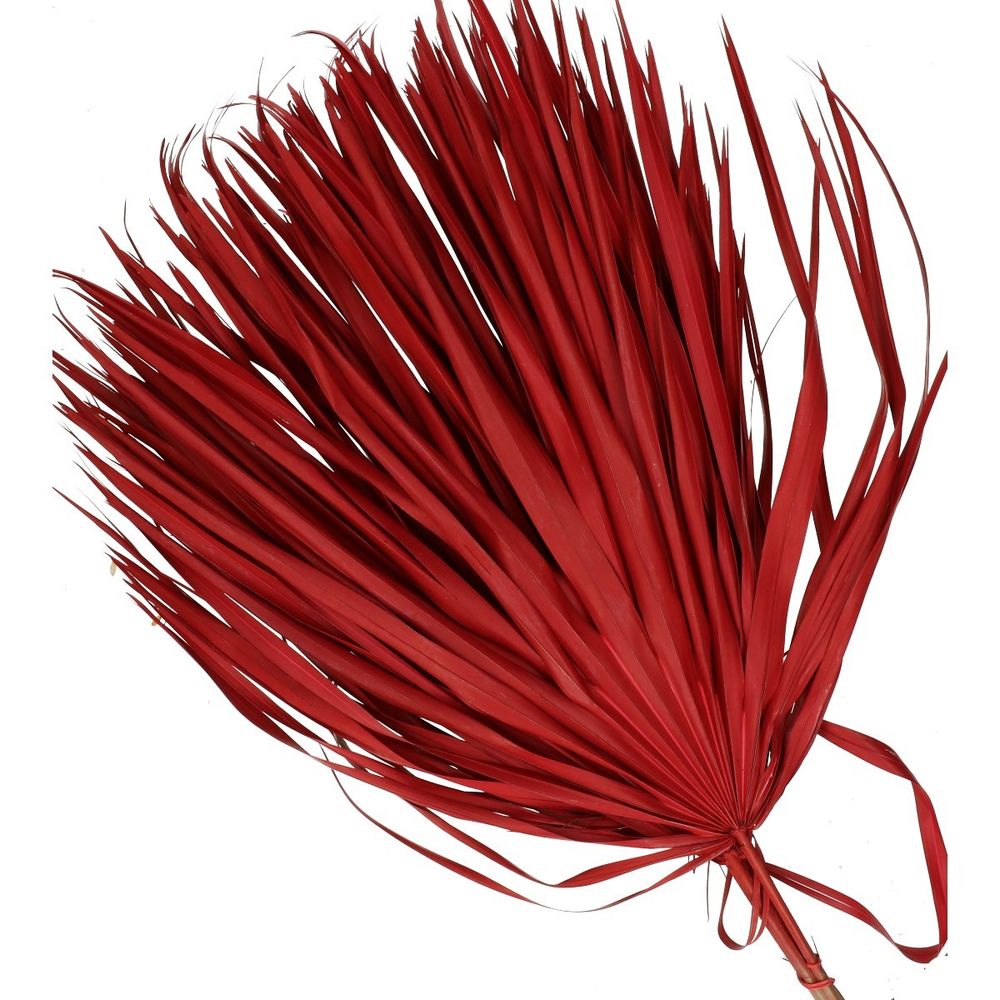 Trocken Chamaerops rot L70cm x10