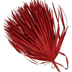Trocken Chamaerops rot L70cm x10