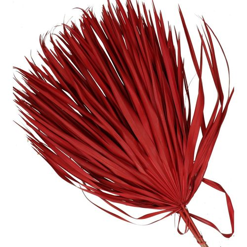 Trocken Chamaerops rot L70cm x10