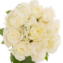Rose creme Chic White gefüllt 40cm