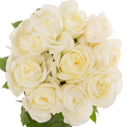 Rose creme Chic White gefüllt 40cm