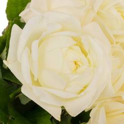 Rose creme Chic White gefüllt 40cm