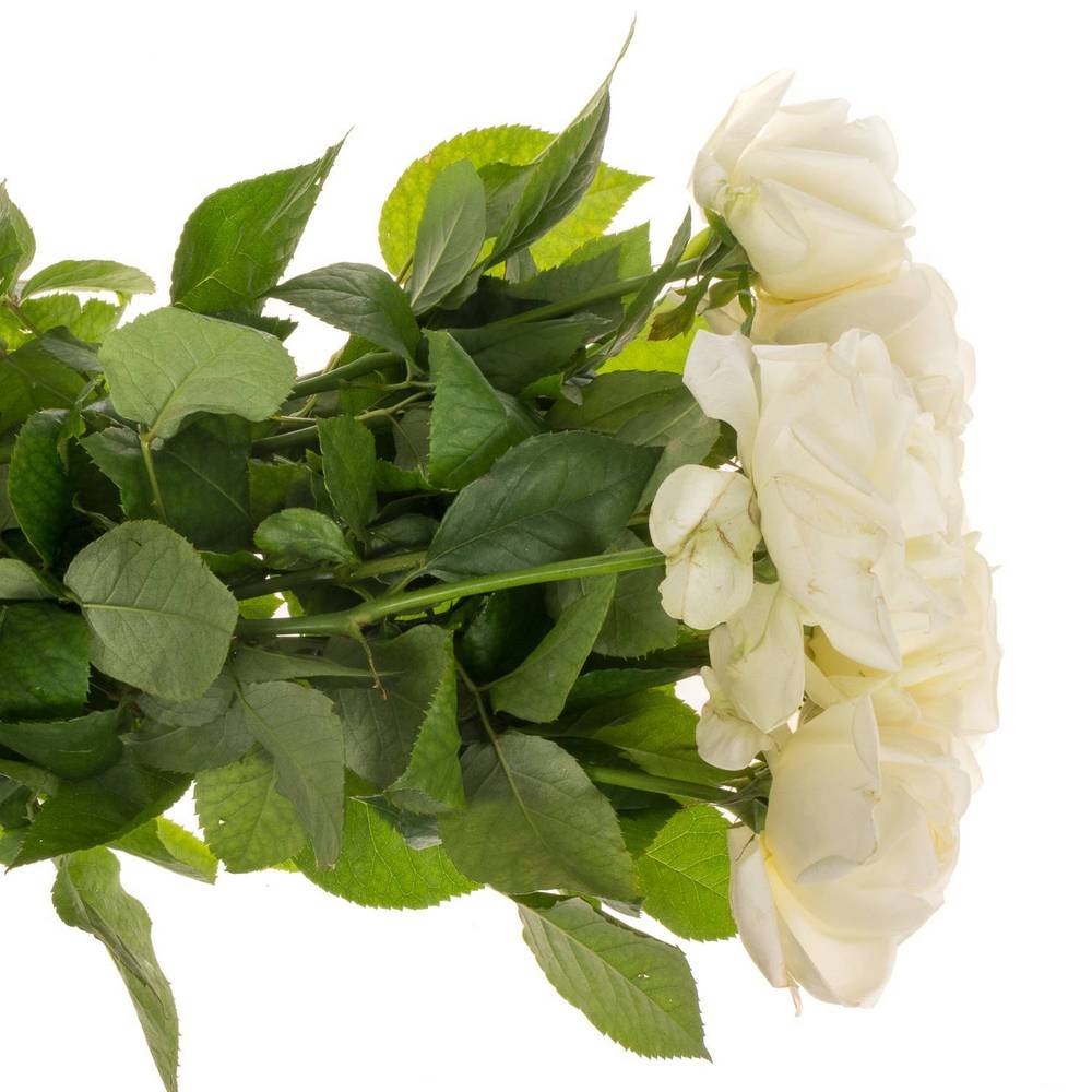 Rose creme Chic White gefüllt 40cm