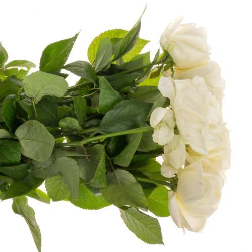 Rose creme Chic White gefüllt 40cm