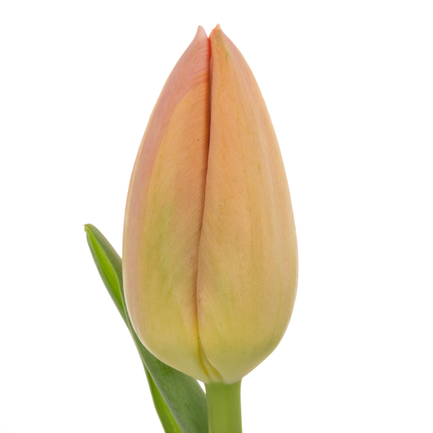 Franz.orange Pride 54 Gramm 44cm