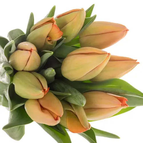 Franz.orange Pride 54 Gramm 44cm