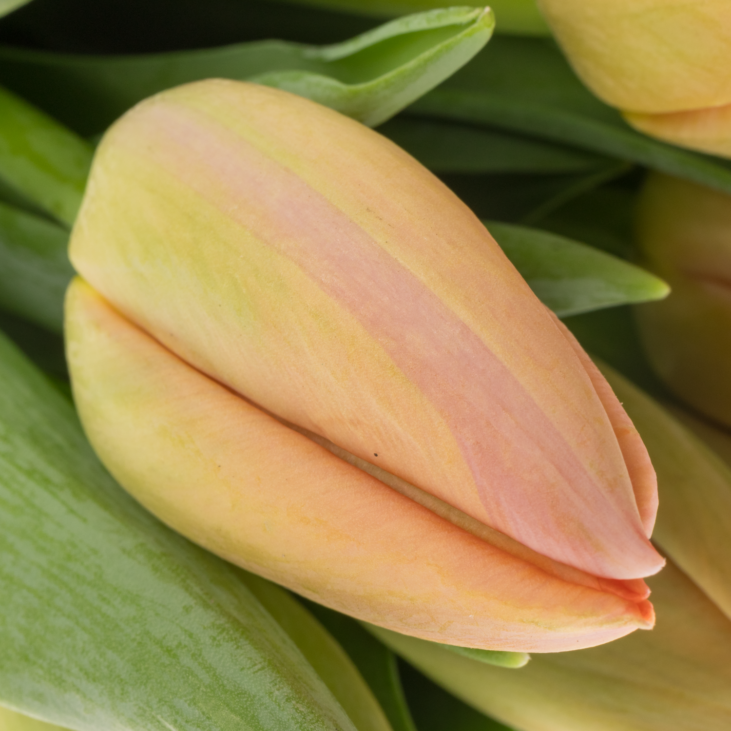 Franz.orange Pride 54 Gramm 44cm