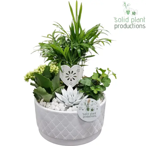 Chamaed.Arr Loes weiss CE003 WV T18 H035