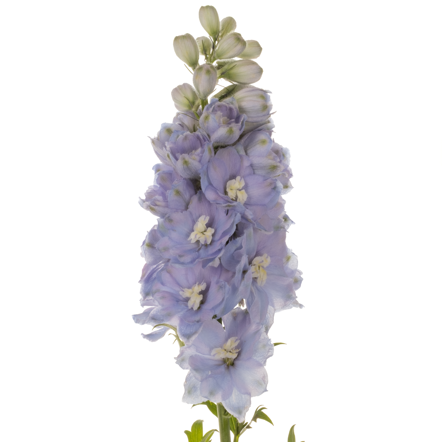 Delphinium lila lavendel smlile 80cm