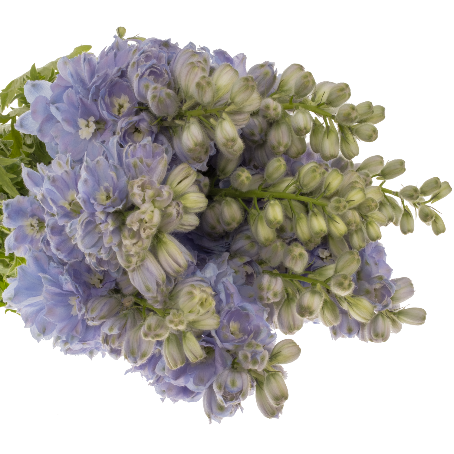 Delphinium lila lavendel smlile 80cm