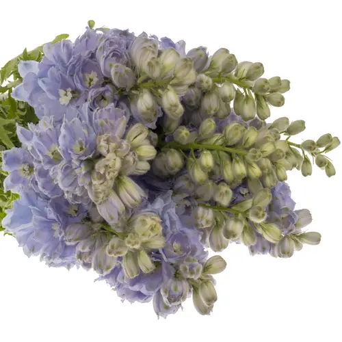 Delphinium lila lavendel smlile 80cm