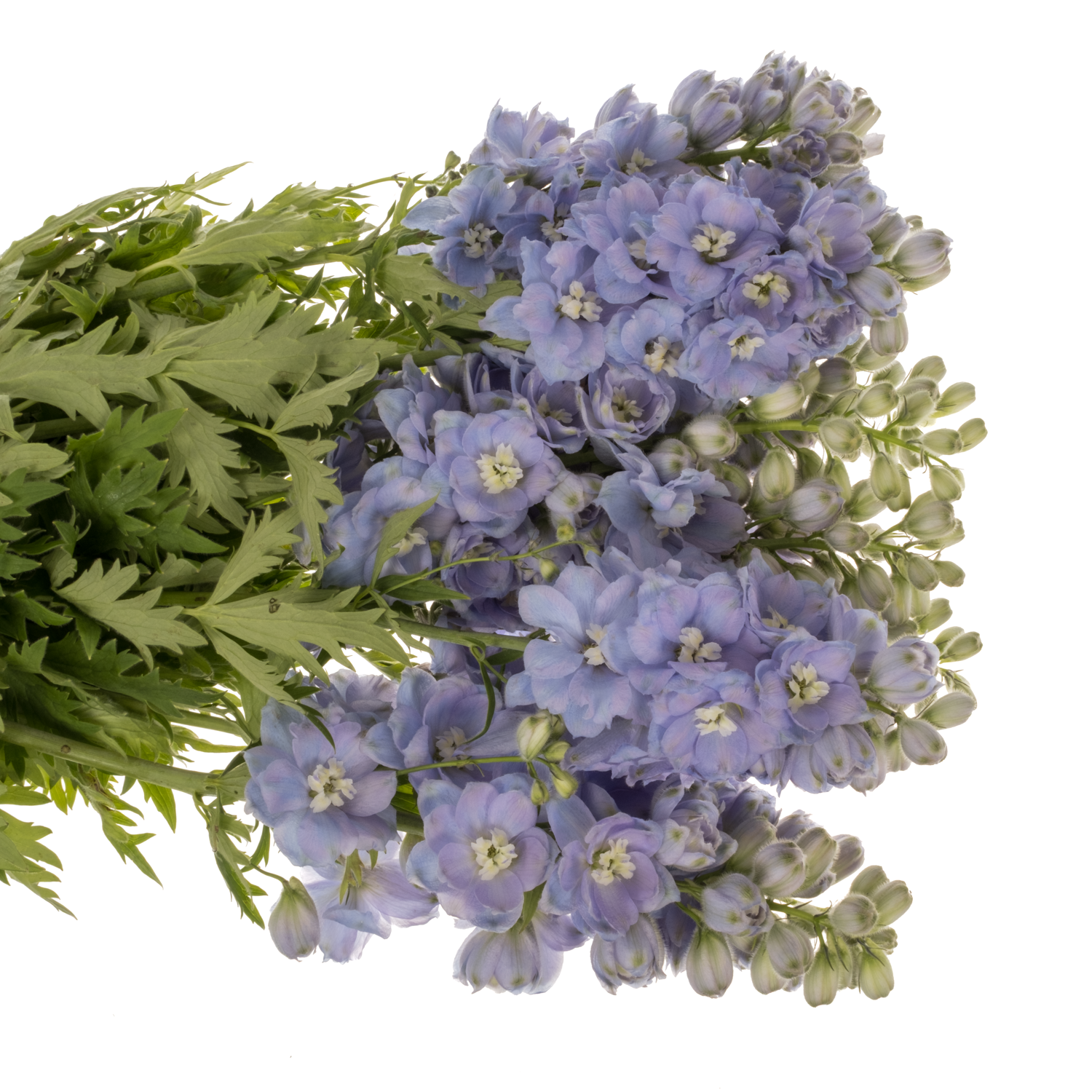 Delphinium lila lavendel smlile 80cm