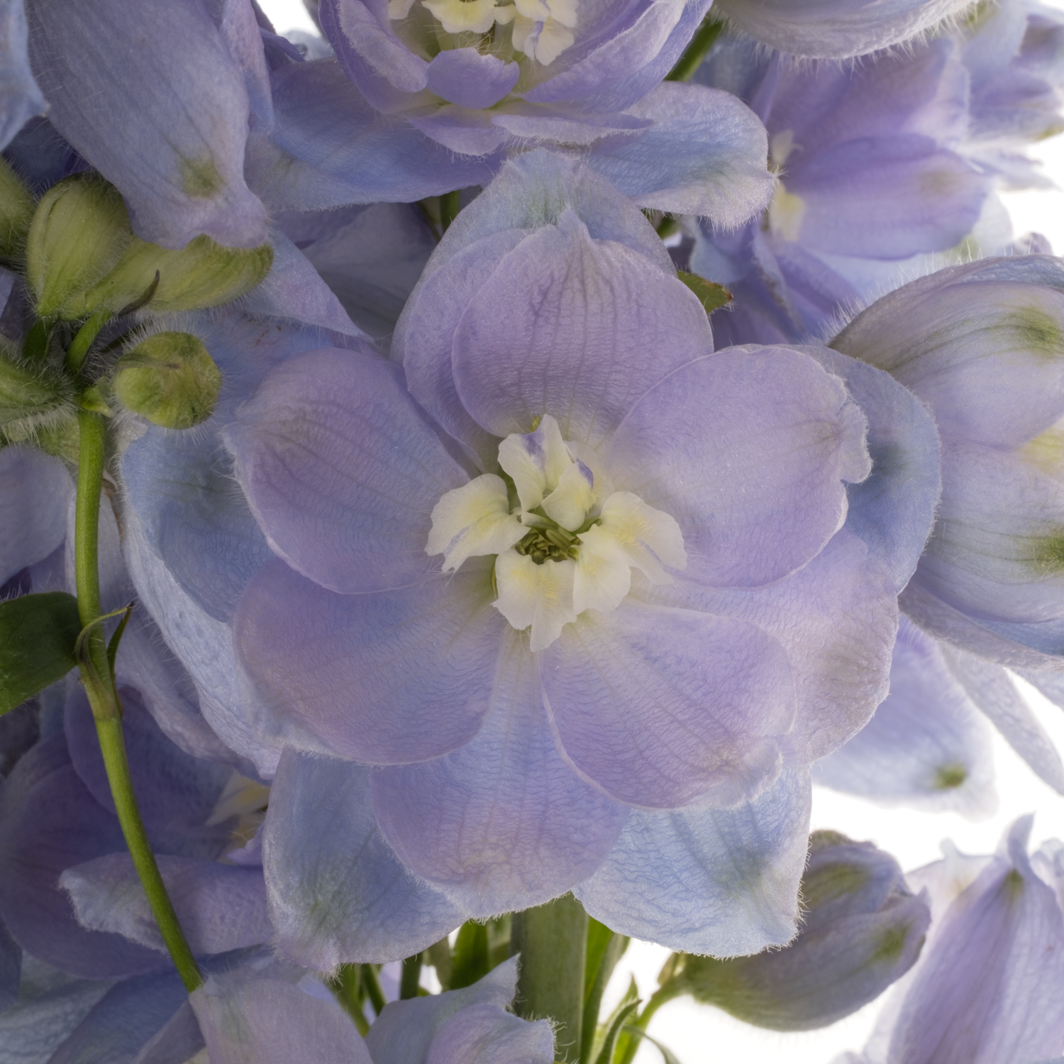 Delphinium lila lavendel smlile 80cm