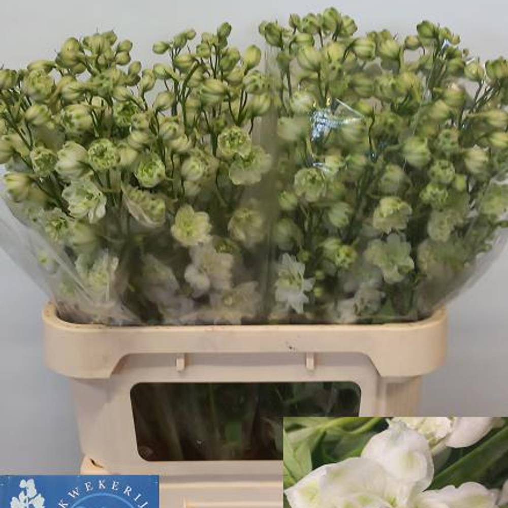 Delphinium weiss Alaska 80cm