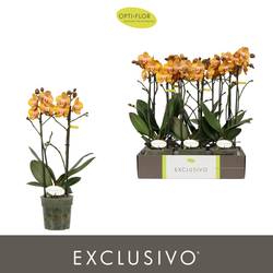 Phal.2-R gelb Vegas Exclusivo T12 H045