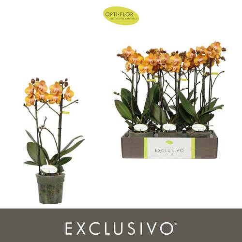 Phal.2-R gelb Vegas Exclusivo T12 H045