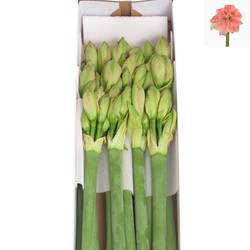 Amaryllis Krt.rosa Sweet Nymph X15  60cm