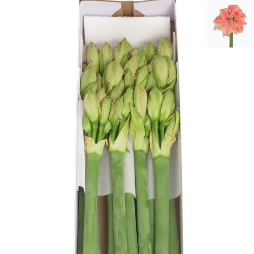 Amaryllis Krt.rosa Sweet Nymph X15  60cm