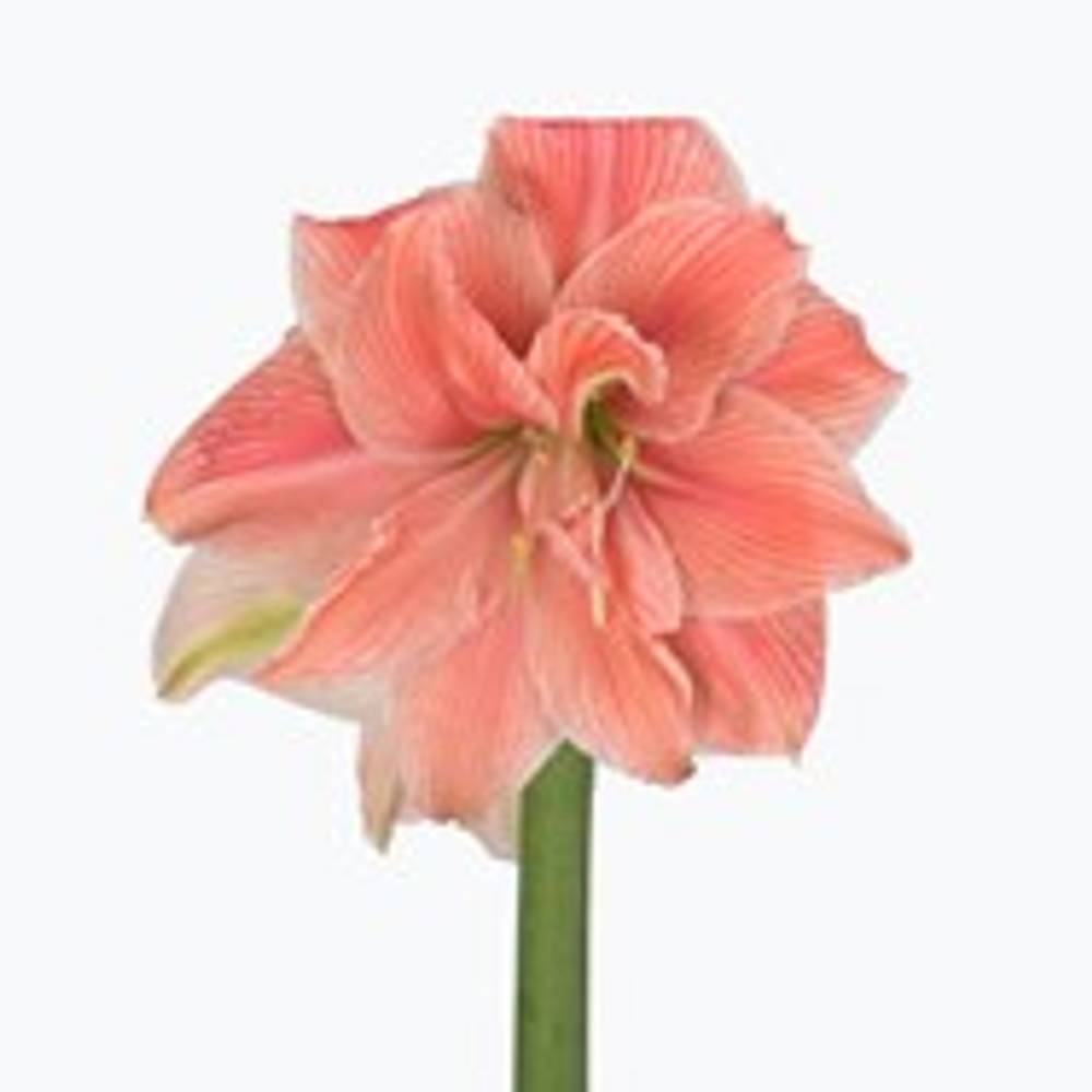 Amaryllis Krt.rosa Sweet Nymph X15  60cm