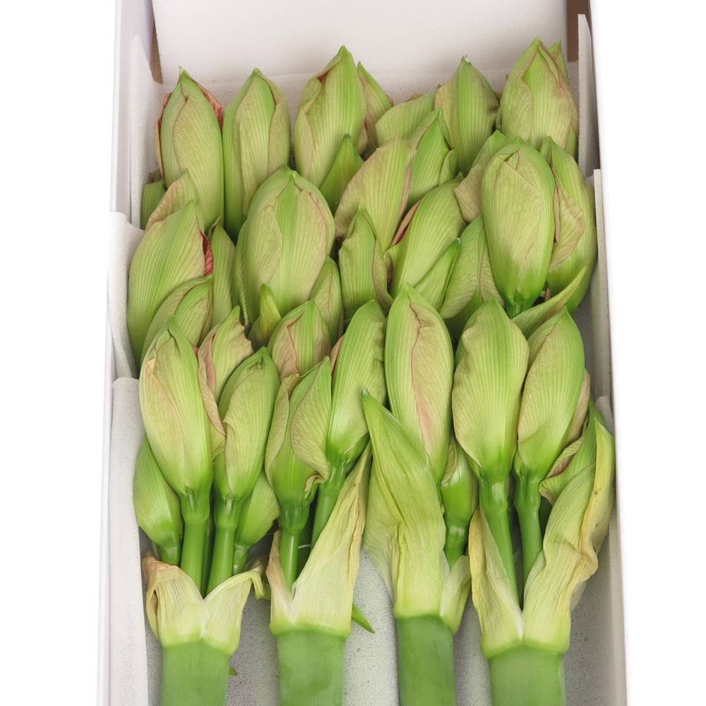 Amaryllis Krt.rosa Sweet Nymph X15  60cm