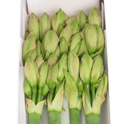 Amaryllis Krt.rosa Sweet Nymph X15  60cm