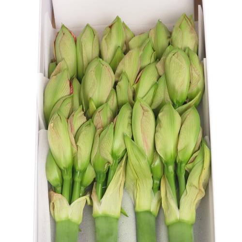 Amaryllis Krt.rosa Sweet Nymph X15  60cm