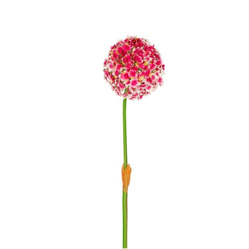 Seiden Allium rosa L82cm