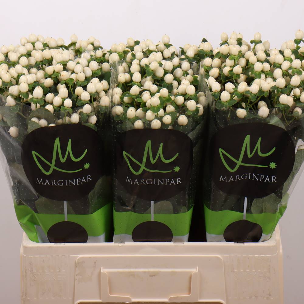 Hypericum creme/weiss Sisu Twinkle 60cm