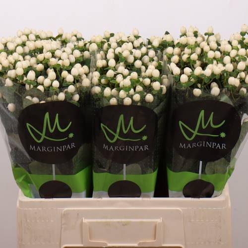 Hypericum creme/weiss Sisu Twinkle 60cm