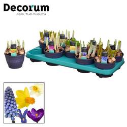 Zwiebel mix      T12 H15cm