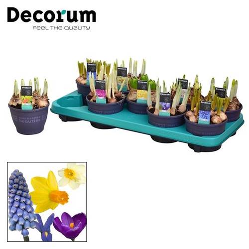 Zwiebel mix      T12 H15cm