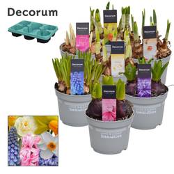 Zwiebel mix      T12 H15cm