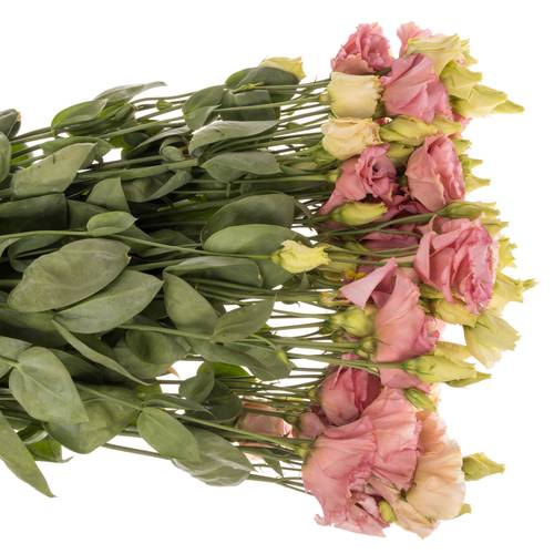 Lisianthus aprico Corelli 5+Blüte 70cm