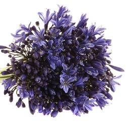 Agapanthus blau 50cm