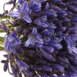 Agapanthus blau 50cm