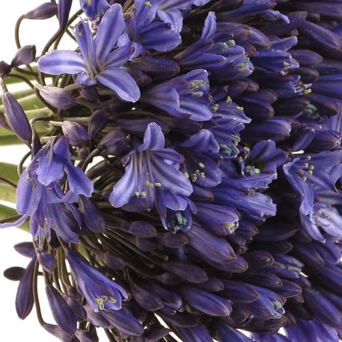 Agapanthus blau 50cm