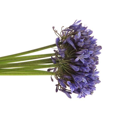 Agapanthus blau 50cm