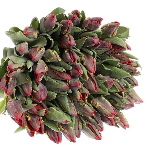 Tulpe rot Rococo 28 Gramm
