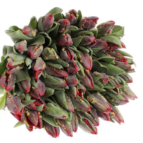 Tulpe rot Rococo 28 Gramm
