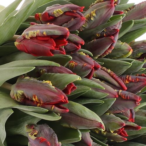 Tulpe rot Rococo 28 Gramm