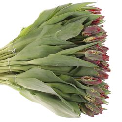 Tulpe rot Rococo 28 Gramm