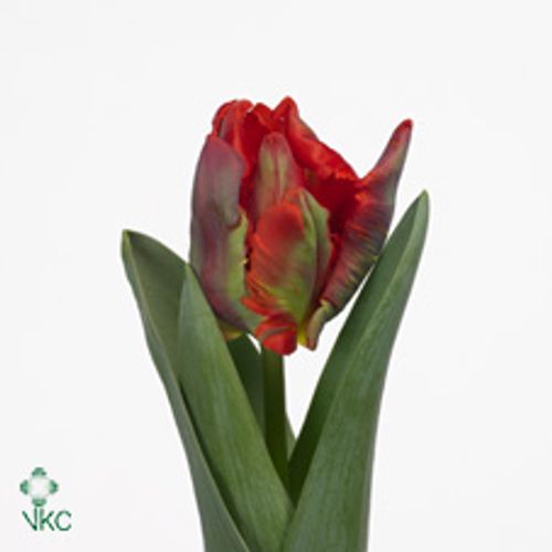 Tulpe rot Rococo 28 Gramm
