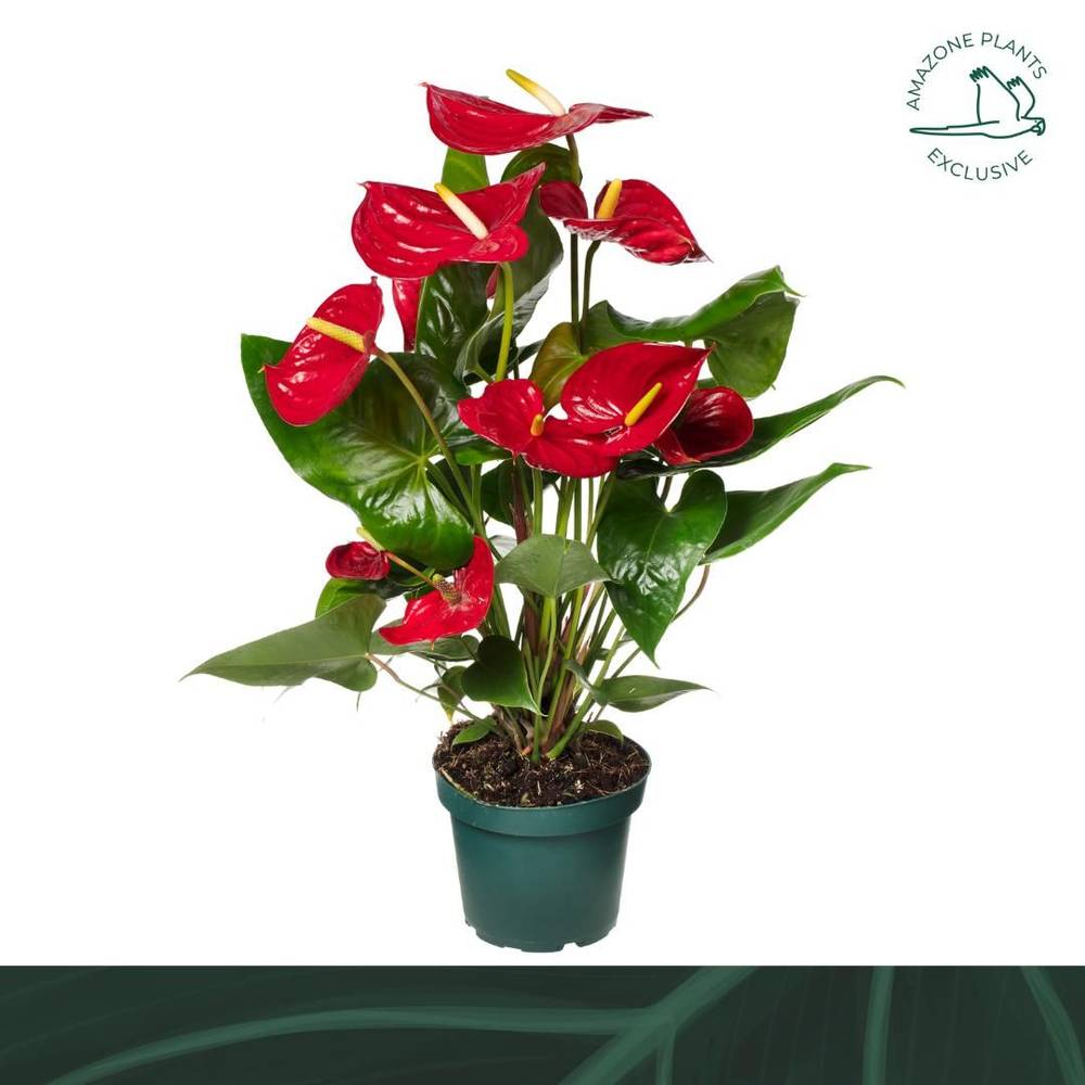 Anthurium rot Nevada Weihn. Angebot T14 H050