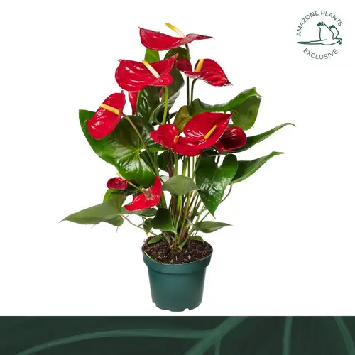 Anthurium rot Nevada Weihn. Angebot T14 H050