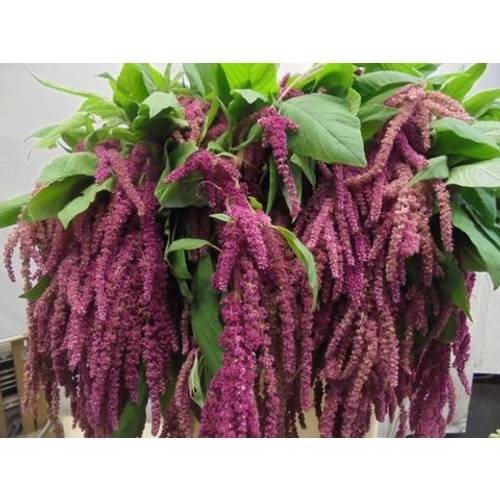 Amaranthus hang rot  Love Lies Bleeding 75cm